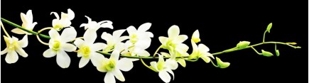 Скинали 'Ветка белой орхидеи'