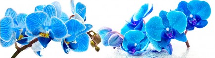 Скинали 'Голубые орхидеи'