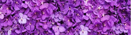 Скинали 'Яркие фиолетовые орхидеи'
