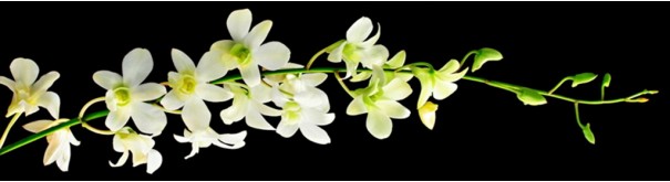 Скинали 'Ветвь белоснежной орхидеи'