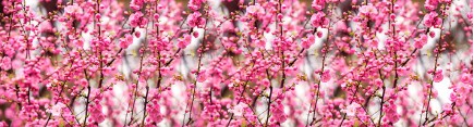 Скинали 'Ветви цветущей сакуры'