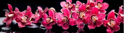 Скинали 'Дзен. Пурпурные орхидеи'