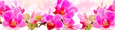 Скинали 'Соцветье орхидеи'