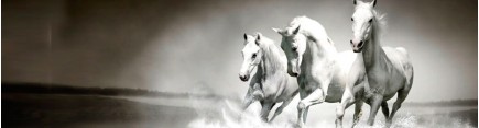 Скинали 'Белая тройка лошадей'