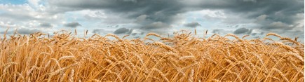 Скинали 'Пшеничное поле'