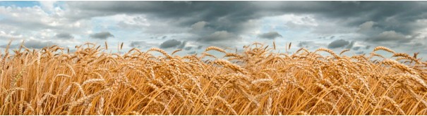 Скинали 'Пшеничное поле'