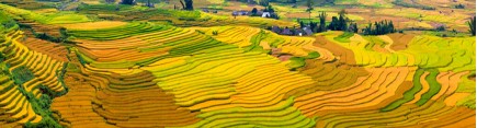 Скинали 'Террасные поля в Китае'