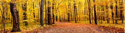 Скинали 'Осенний лес'
