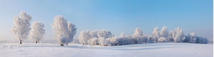 Скинали 'Деревья в снегу'