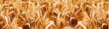 Скинали 'Колосья пшеницы'
