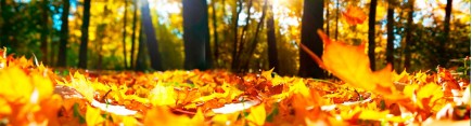 Скинали 'Осенние листья'