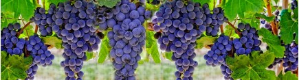 Скинали 'Налитые гроздья винограда'