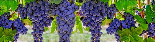 Скинали 'Налитые гроздья винограда'