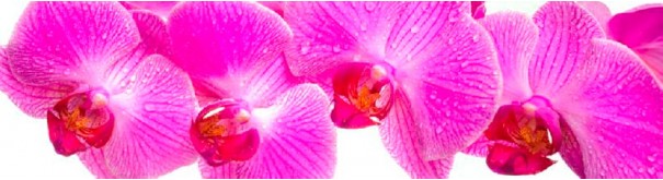 Скинали 'Розовые орхидеи'