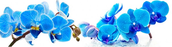 Скинали 'Голубые орхидеи'