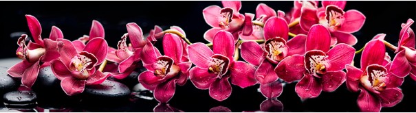 Скинали 'Дзен. Пурпурные орхидеи'