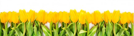 Скинали 'Желтые тюльпаны'