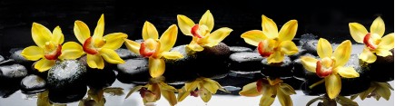Скинали 'Желтые орхидеи'