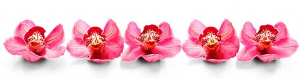 Скинали 'Цветы розовых орхидей'