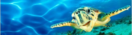 Скинали 'Большая морская черепаха'